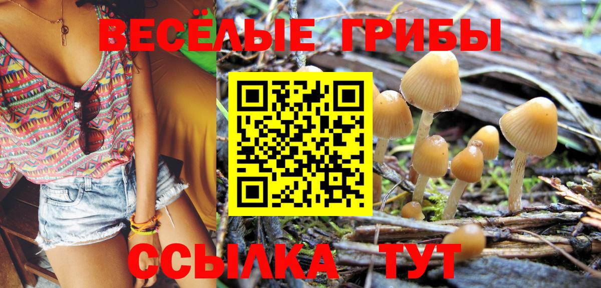 Галлюциногенные грибы Psilocybine cubensis  Вход с VPN  Ангарск  Псилоцибиновые грибы мицелий 